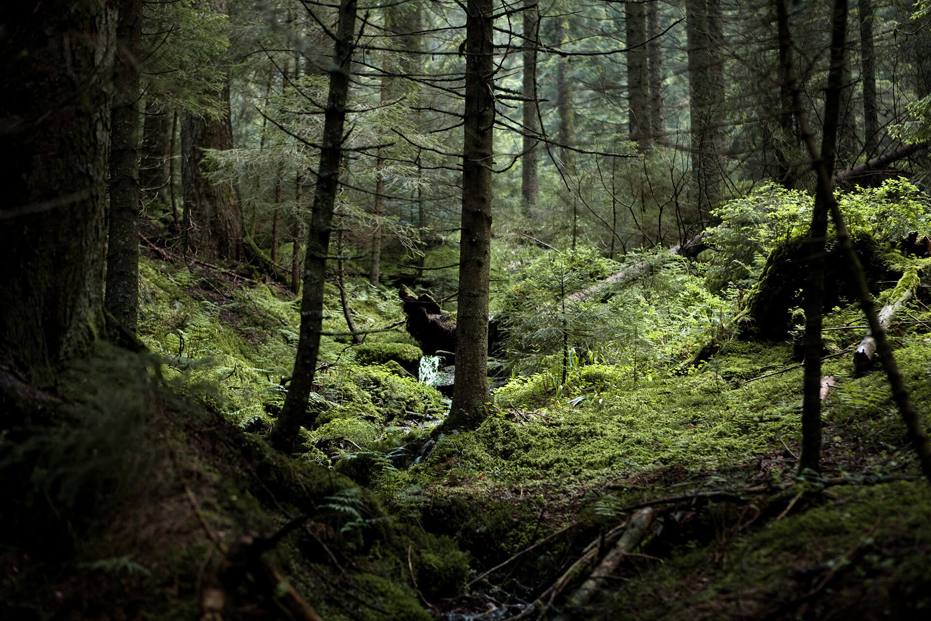 Der Schwarzwald als Heimat von pur natur.