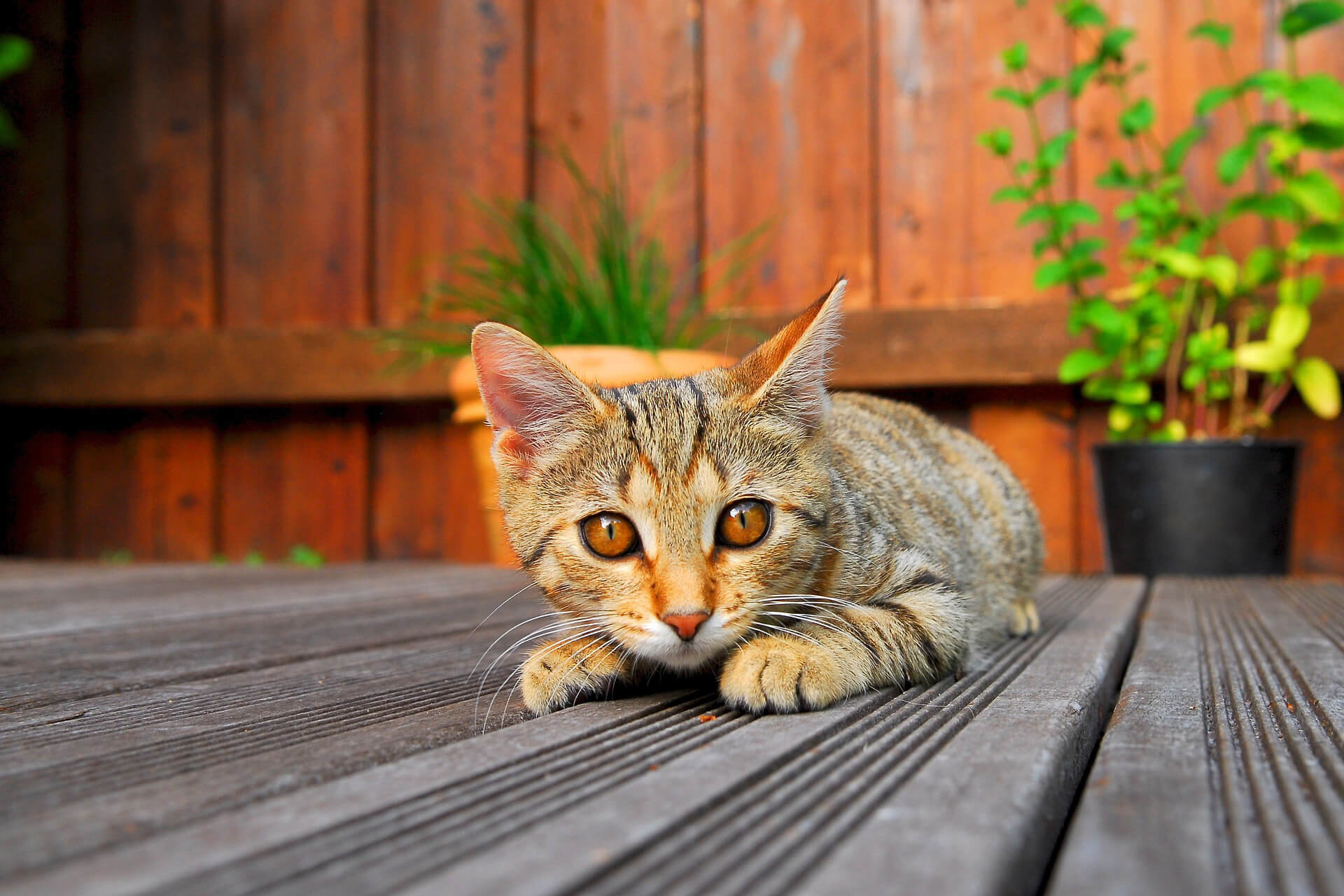 Eine Katze auf einer Holzterrasse.