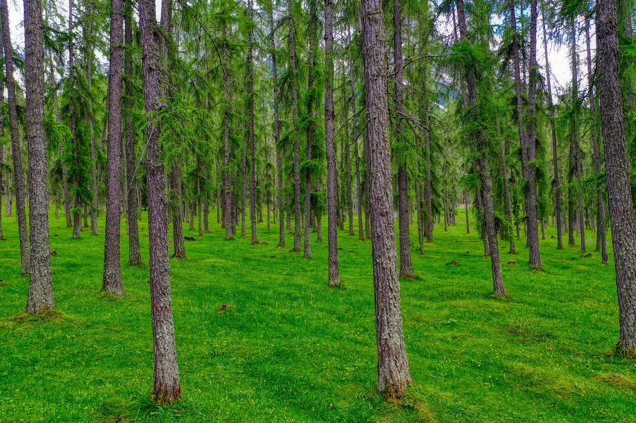 Wald