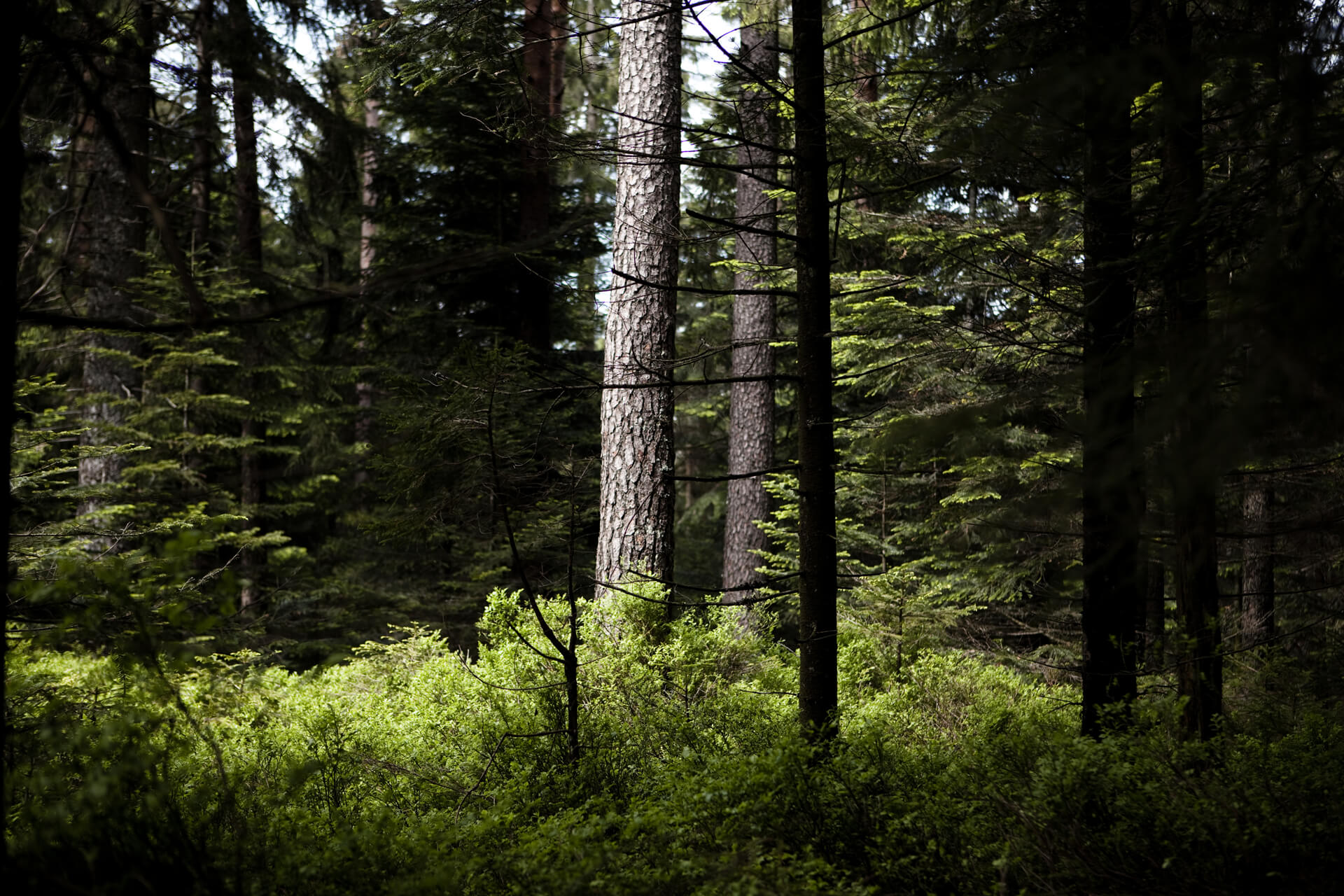 Der Schwarzwald – Rohstofflieferant für die Douglasie