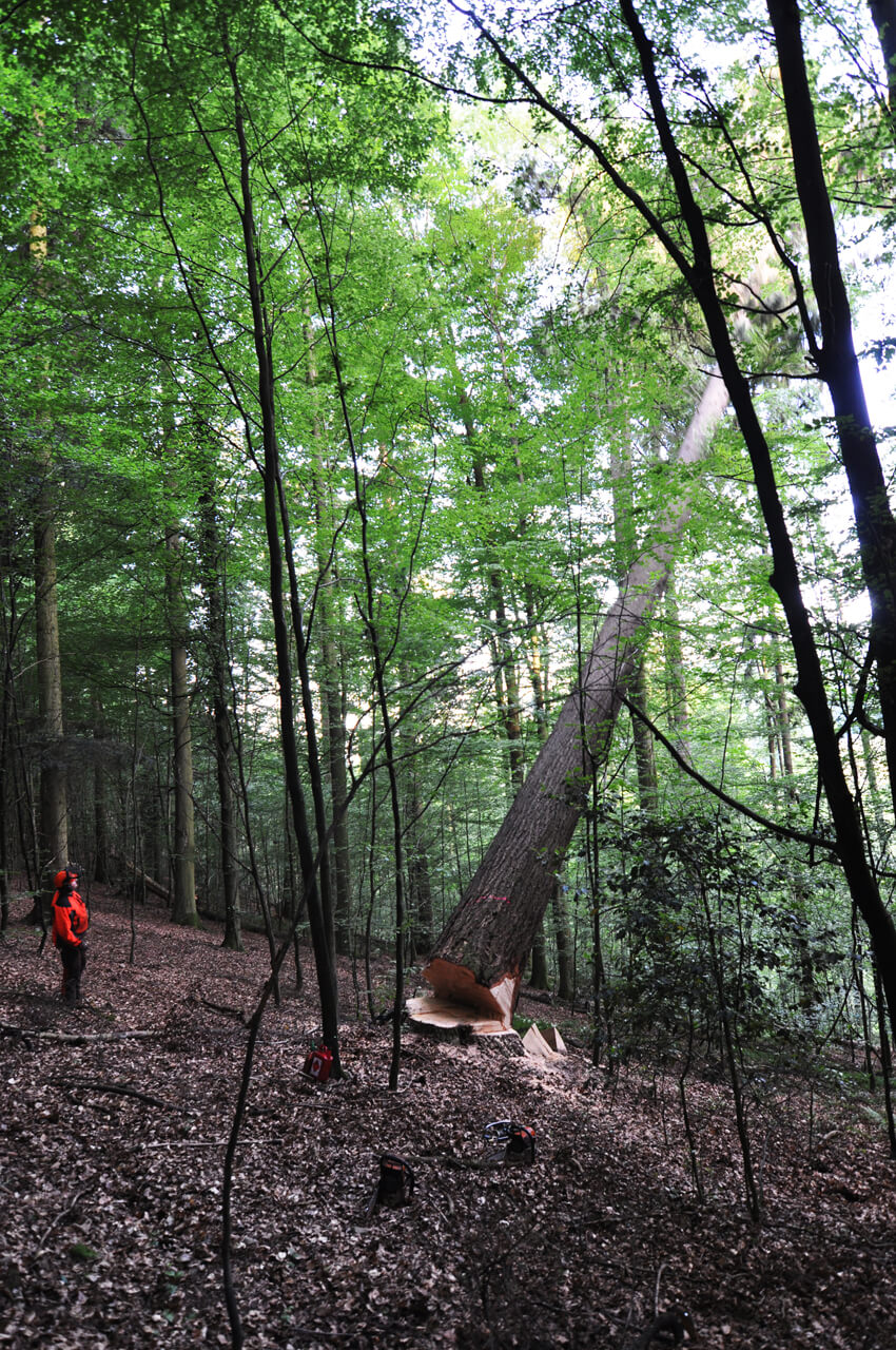 Der Douglasienbaum fällt im Schwarzwald.