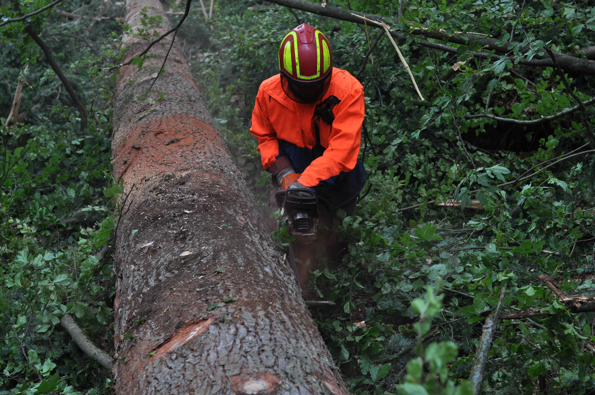 Branches are cut from the Douglas tree.